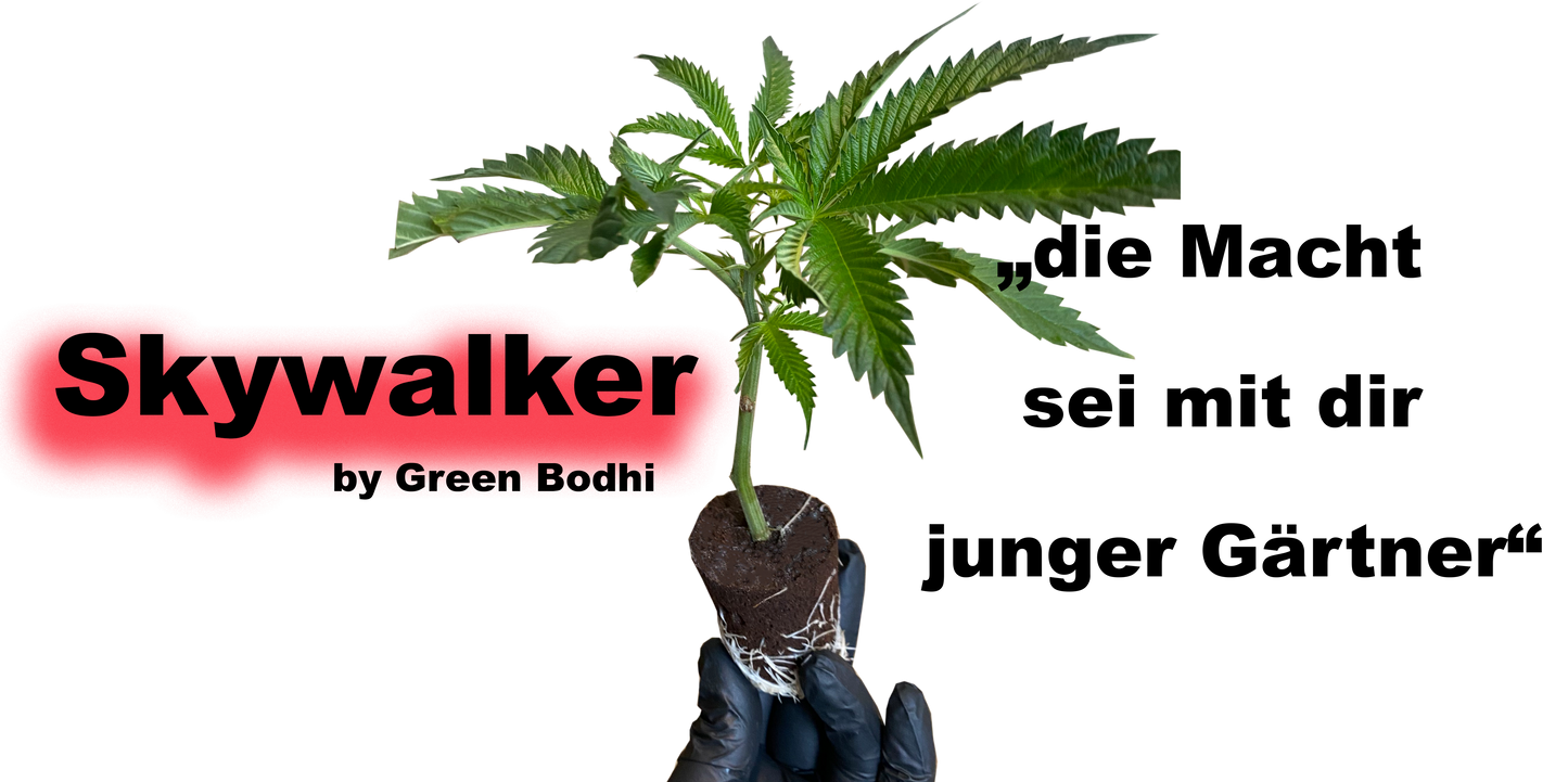 Skywalker 78 Stecklinge - Premium OG-Kreuzung von Green Bodhi Seeds