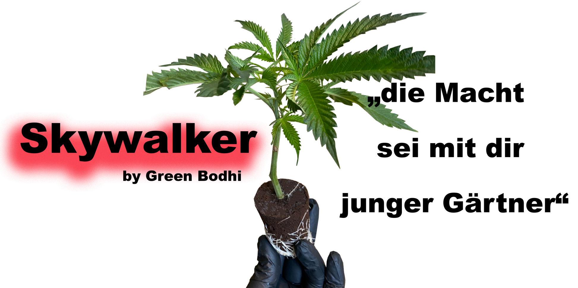 Skywalker 78 Stecklinge - Premium OG-Kreuzung von Green Bodhi Seeds