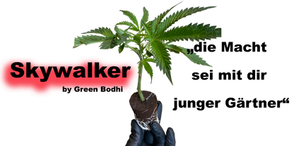 Skywalker 78 Stecklinge - Premium OG-Kreuzung von Green Bodhi Seeds