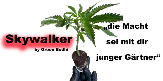 Skywalker 78 Stecklinge - Premium OG-Kreuzung von Green Bodhi Seeds