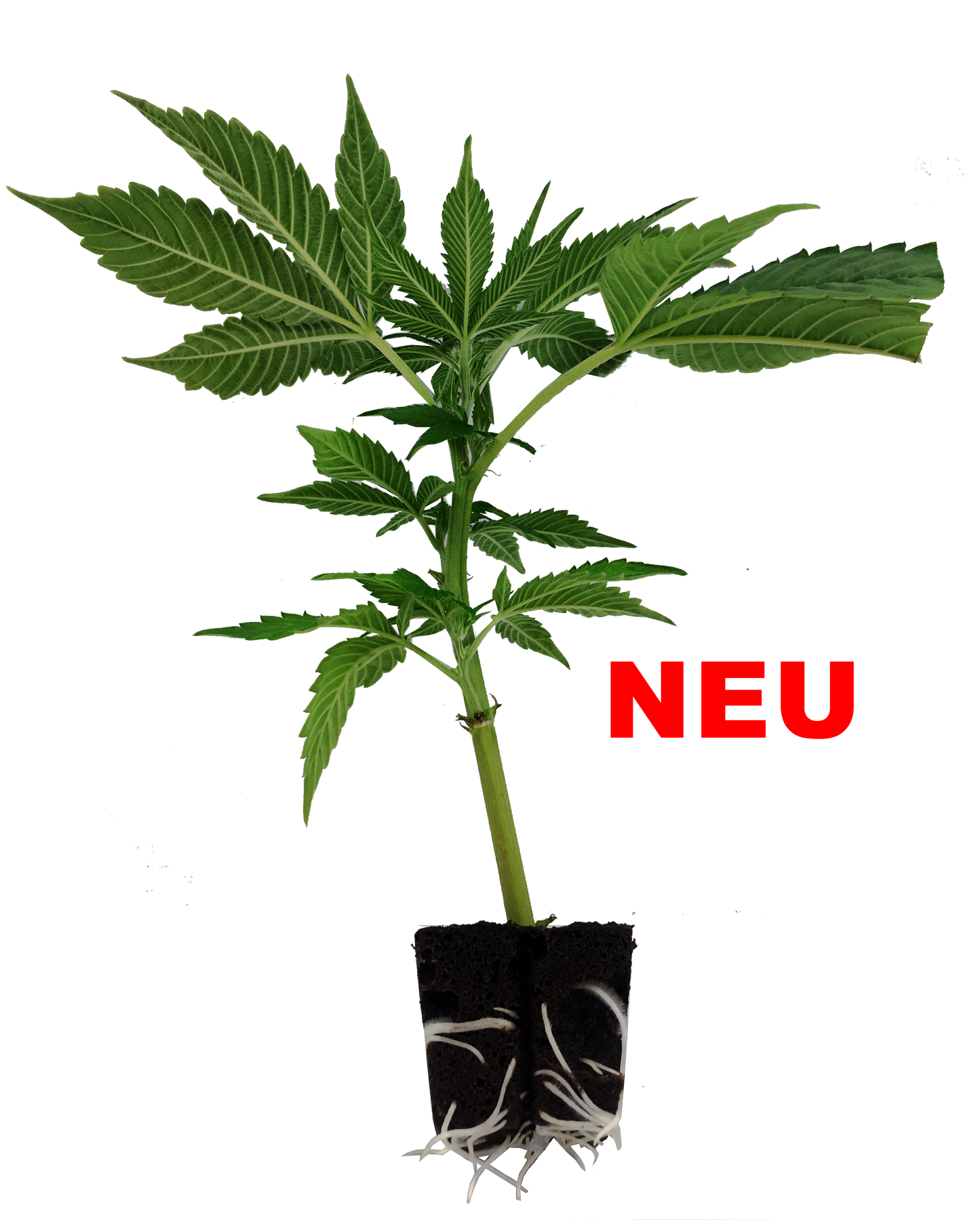 Orange Fire - Frucht trifft Feuer