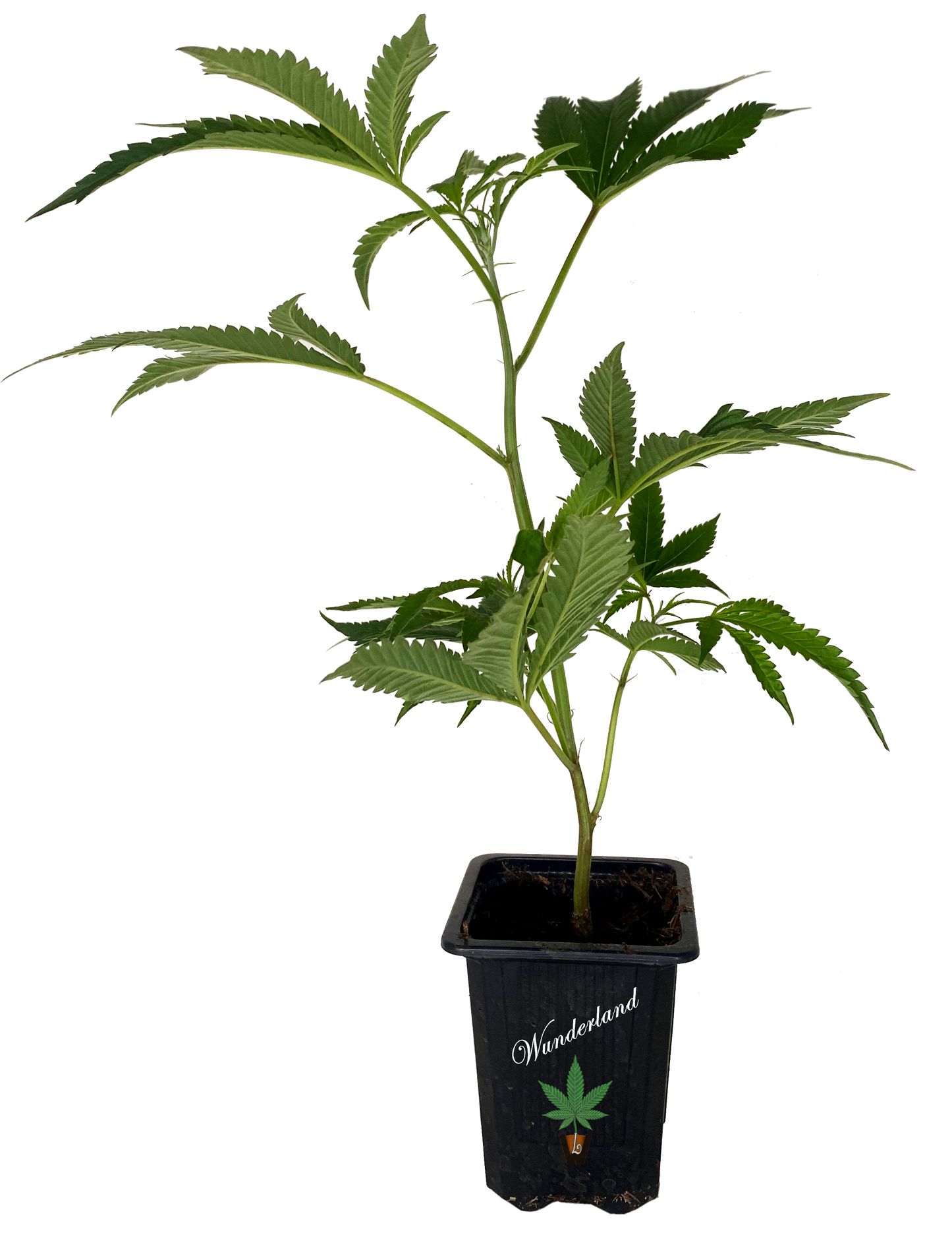 Jack Herer - Sensi Seeds