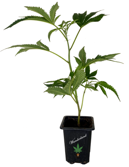 Jack Herer - Sensi Seeds