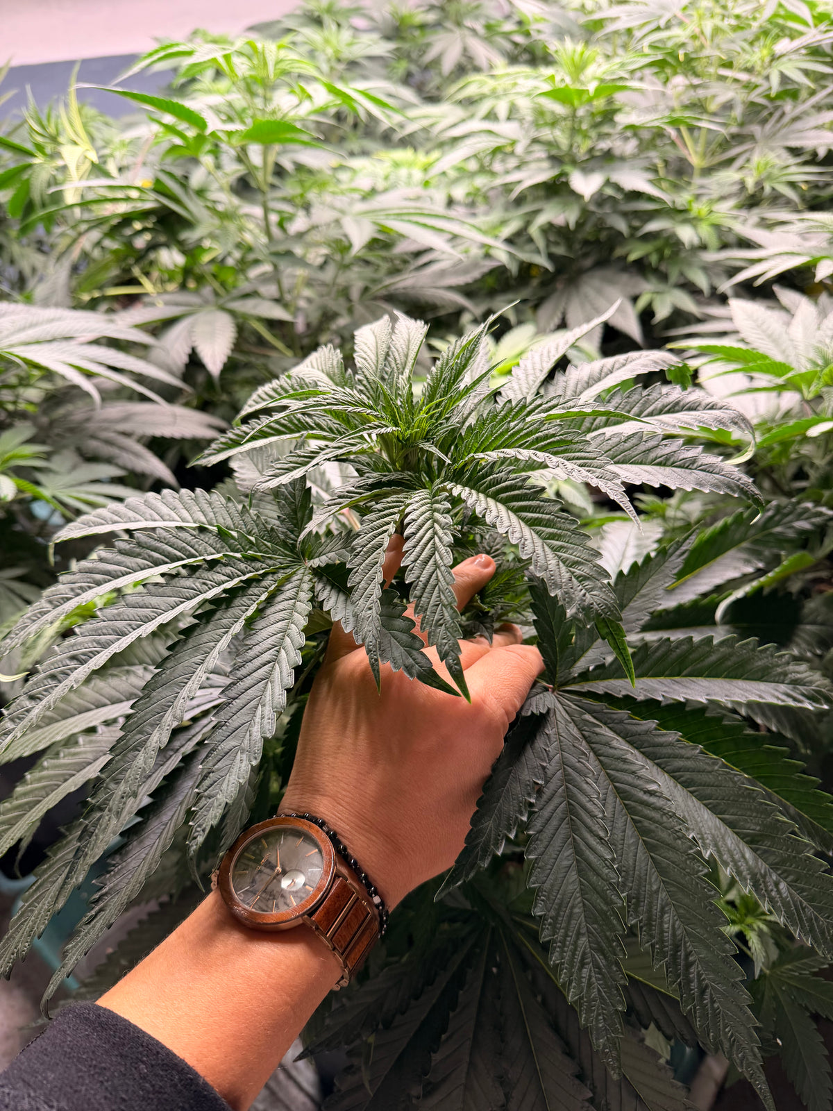 Kräftig entwickelte Cannabis-Stecklinge von Wunderland Genetics